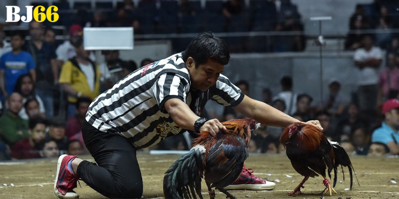 Các hình thức phổ biến tại đá gà Bj66 là gì?