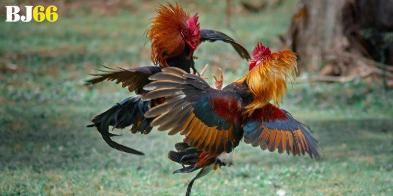 Lưu ý khi tham gia đặt cược đá gà Bj66 là gì?