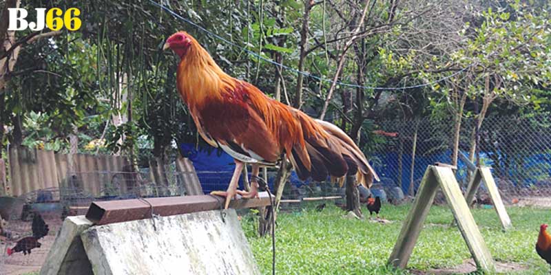 Màu mạng gà đá là gì và ưu - nhược điểm như thế nào?