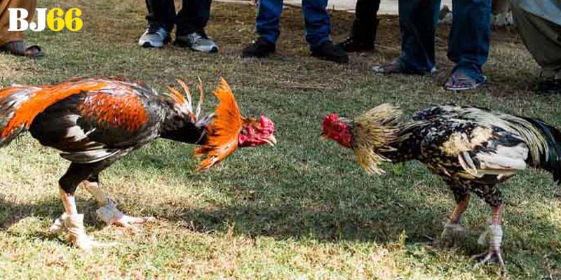 Những điều cần nắm về đá gà Bj66 là gì