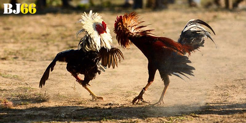 Cách soi gà cho thành viên mới tham khảo