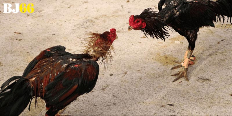 Chiến lược kiểm soát vốn và mẹo chược hiệu quả cho newbie