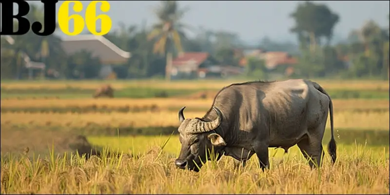 Hình ảnh trâu đen hiên ngang giữa cánh đồng – biểu tượng của sức mạnh và sự bền bỉ trong văn hóa Việt Hình ảnh trâu đen hiên ngang giữa cánh đồng – biểu tượng của sức mạnh và sự bền bỉ trong văn hóa Việt